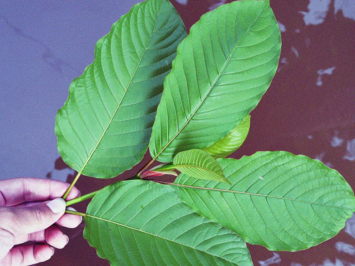 Kratom For Clarity